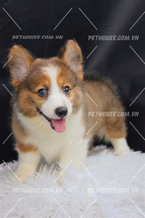 Chó Corgi màu trắng vàng mã CG1209 - Pet House - Cửa hàng thú cưng và ...