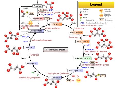 Pyruvate Dehydrogenase Deficiency – Mitochondrial dysfunction – Genetic Lifehacks