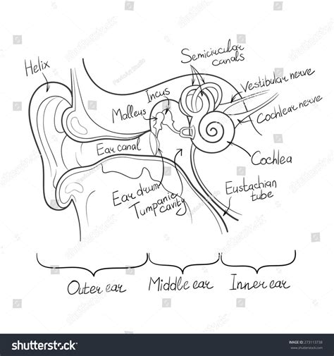 Ear Anatomy Outline Vector Illustration Stock Vector (Royalty Free) 273113738 | Shutterstock