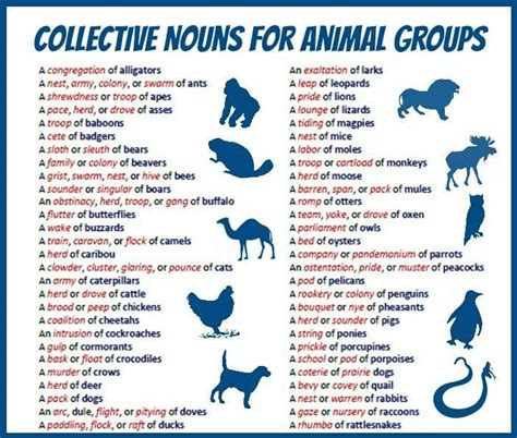 Collective Nouns For Animal Groups - English Learn Site