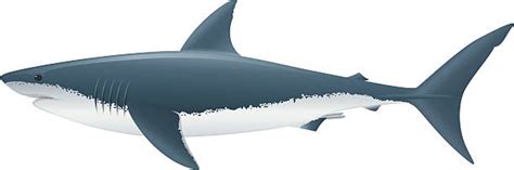 Great White Shark Clip Art, Vector Images & Illustrations - iStock