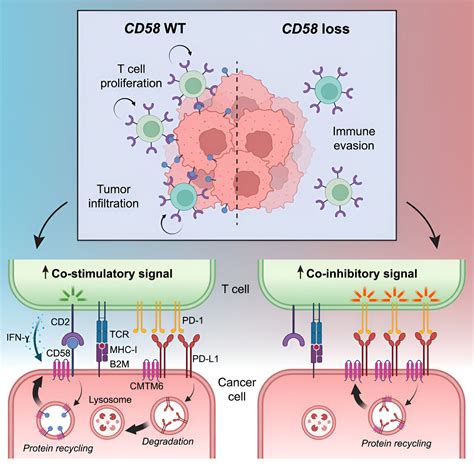 Researchers discover how malignant melanoma eludes immune cells