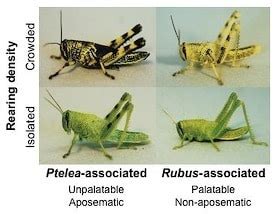 Phenotypic plasticity and the evolution of warning coloration ...