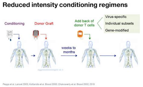 Allogeneic haematopoietic stem cell transplantation | Institute of Immunity and Transplantation ...