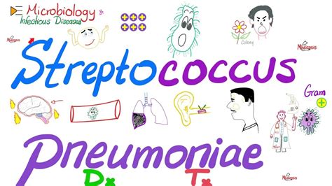 Streptococcus pneumoniae Diagnosis and Treatment | Microbiology 🧫 & Infectious Diseases 🦠 - YouTube