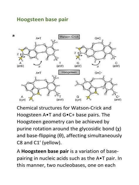 Hoogsteen Base Pair PDF | PDF | Natural Products | Life Sciences