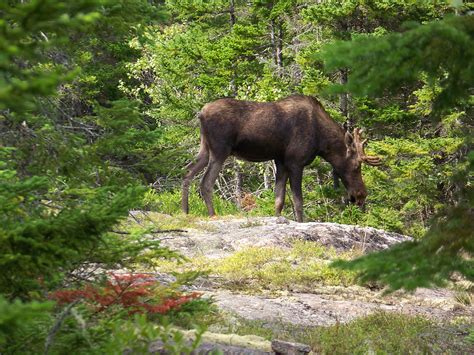 Moose in Acadia National Park | Acadia National Park on My Mind