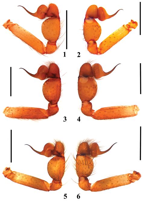 Two new Brazilian species of Loxosceles Heinecken & Lowe, 1832 with ...