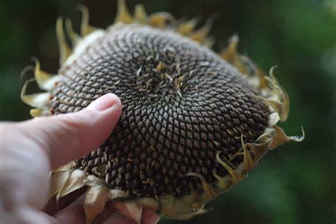 How To Harvest Sunflower Seeds - Collection And Storage - Farmhouse & Blooms