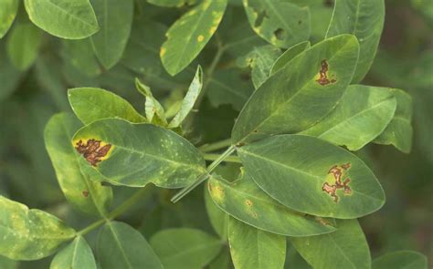 Peanut (groundnut) | Diseases and Pests, Description, Uses, Propagation