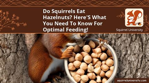 Do Squirrels Eat Hazelnuts? Here's What You Need to Know for Optimal ...