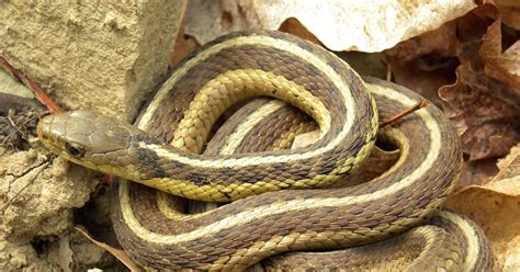 Eastern Garter Snake Morphs / Kingsnake Com Photo Gallery Garter Snakes ...