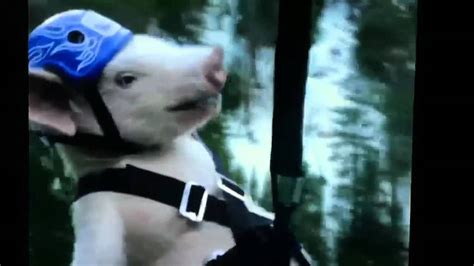 Geico pig "piggy" zip line commercial - YouTube