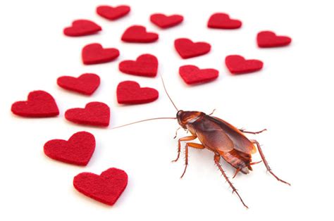 How Many Heart In Cockroach | Roach | cockroach | Insect