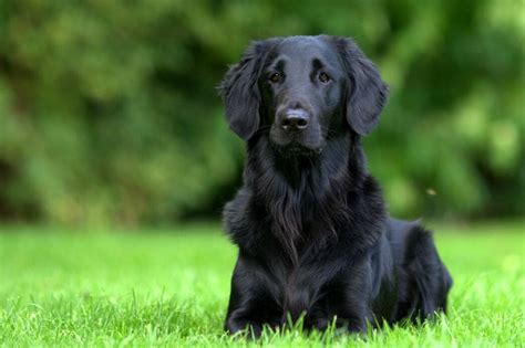 All You Need to Know About the Black Golden Retriever | Pet BLoG