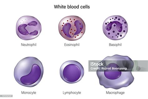 Jenis Sel Darah Putih Neutrofil Eosinofil Basofil Monosit Limfosit Dan ...