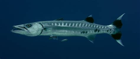 Are Barracudas Dangerous and Do They Attack Humans?