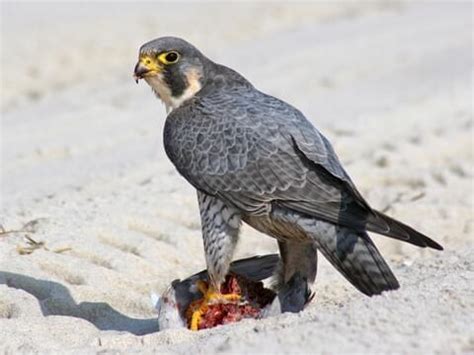 Falcon Images: Peregrine Falcon Tail Feather