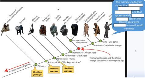 Primate cladogram diagram Diagram | Quizlet