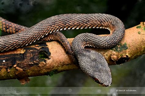 Mangrove Pit-Viper - Singapore Geographic