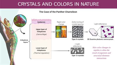 Color Change Mechanism of Chameleons by Photonic Guanine Crystals | BioRender Science Templates