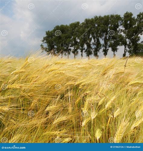 Barley field stock photo. Image of farmland, clouds, cultivation - 31963126