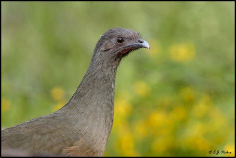 Plain Chachalaca Page