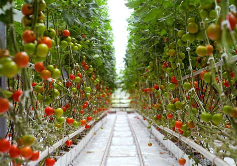 Truly international expertise on tomato production – CABI Blog