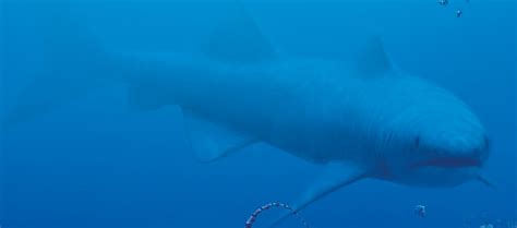 Shark Fossil—"Saivodus striatus" (U.S. National Park Service)