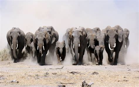 3840x2160 resolution | group of Elephants running on gray sand HD ...