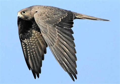 Black falcon near extinct | Northern Star