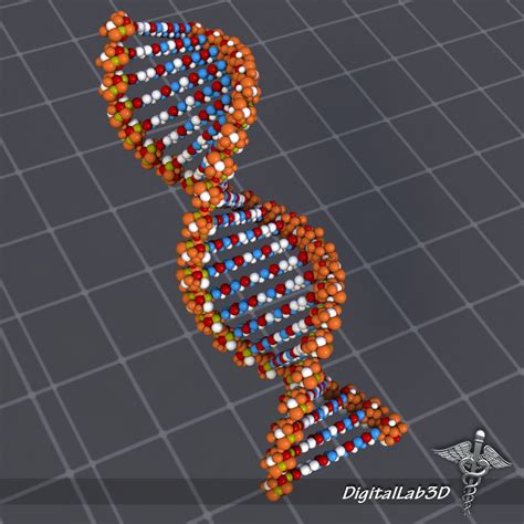 DNA structure 3D model | CGTrader