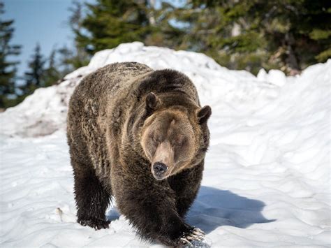 Grouse Mountain grizzlies emerge from hibernation for 2023 | Vancouver Sun