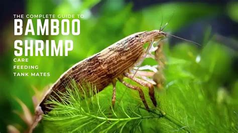 Bamboo Shrimp Care & Species Overview | Fishkeeping World