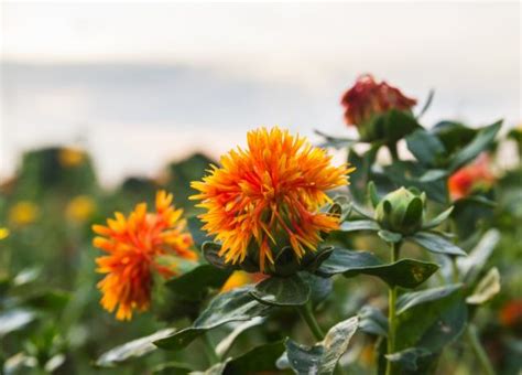 The Health Benefits of Organic Safflower Oil