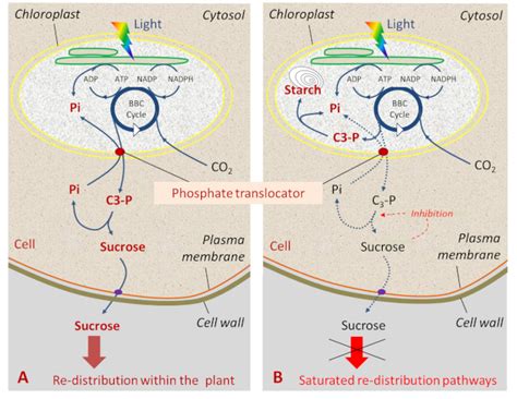 Sucrose or starch? - Encyclopedia of the Environment