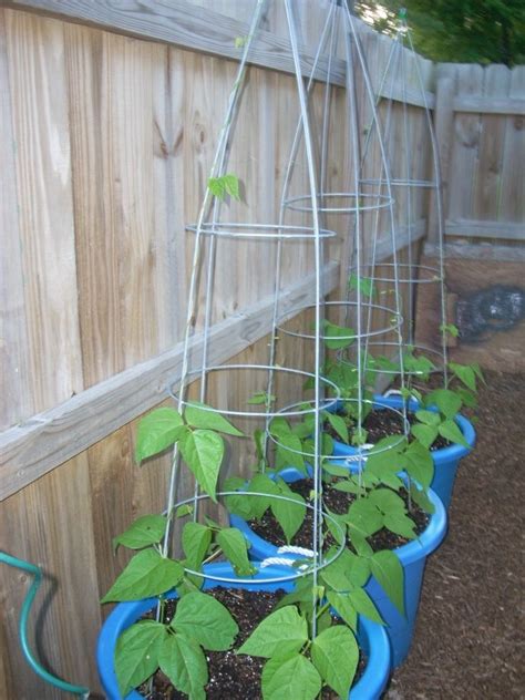 Squash, Beans and Peppers | Bean garden, Growing green beans, Bean trellis