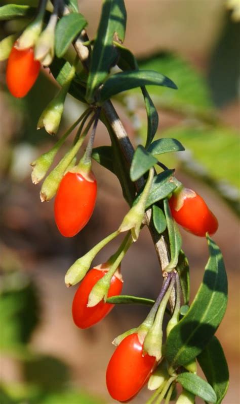 Goji berry - growing, pruning, fruiting, care and health benefits