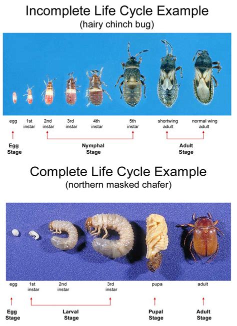 Example of complete and incomplete life cycles. Certified Crop Advisor ...