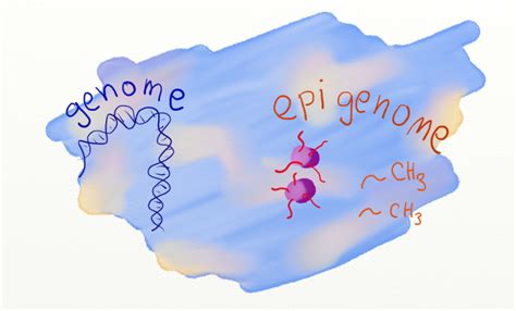 Epigenetics and cognitive development – quick sketch overview | Genes 2 Brains 2 Mind 2 Me