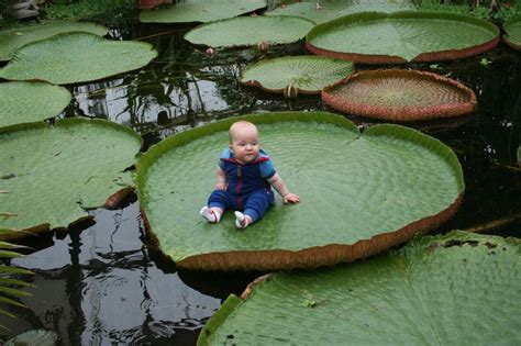 Floatin' on a lily pad! Victoria Amazonica water plant | Lily pads ...