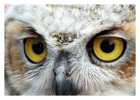 Baby owl eyes! Photo | Baby owls, Owl eyes, Owl