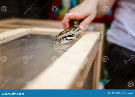 Snake on the hand of human stock image. Image of claw - 125730231