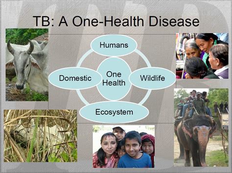 South Asia wildlife health network launched for information exchange