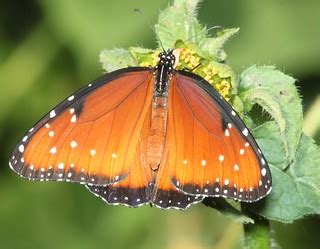 QUEEN (Danaus gillipus) (9-14-10) patagonia state park, sc… | Flickr