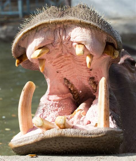 Hippopotamus teeth stock image. Image of africa, mammal - 95543179