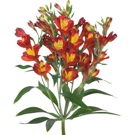 Florinca Dynamite stem | Alstroemeria, Small flowers, Long vase