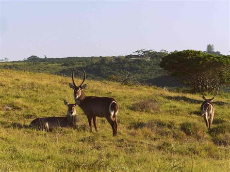 Inkwenkwezi Private Game Reserve, Chintsa East