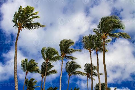 Strong winds sway palm trees 2116238 Stock Photo at Vecteezy