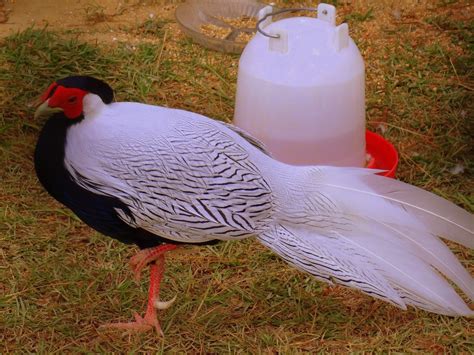 Silver Red Golden Lady Am Reeves Pheasant Hatching Eggs 9 Mixed Laying Now | eBay (With images ...